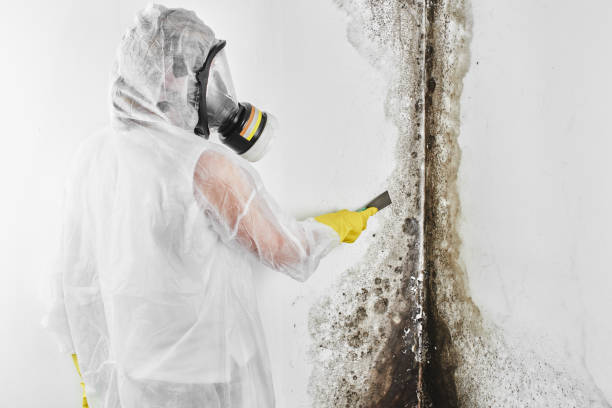Best Affordable Mold Removal  in Sparta, TN