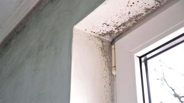 Mold Testing and Removal in Sparta, TN
