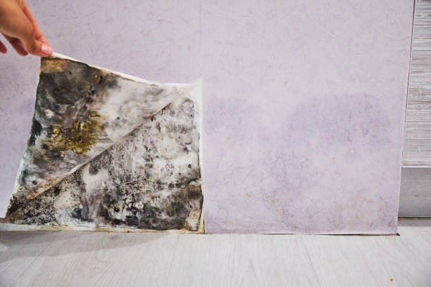 Trusted Sparta, TN Mold Removal Experts